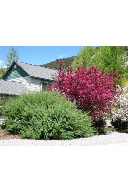 Ива красная